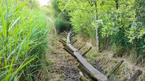 View-of-wooden-Neolithic-Sweet-Track-winding-through-thickets-of-ferns-and-reeds-on-peat-land-wetlands-of-Somerset-Levels-in-England-uK