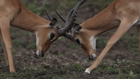 Close-up-of-two-impalas-sparring-on-a-muddy-embankment