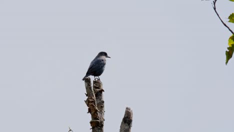Camera-zooms-in-while-this-bird-is-looking-around-perched-on-a-branch,-Blue-Rock-Thrush-Monticola-solitarius-Male