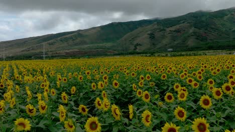 Sunflower-Field-In-Maui