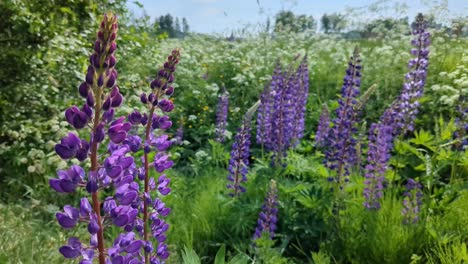 Purple-wildflowers-Lupines-growing-in-wild-meadow-in-summer