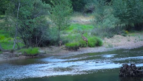 Wide-shot-of-deer-grazing-in-the-Yosemite-National-Park