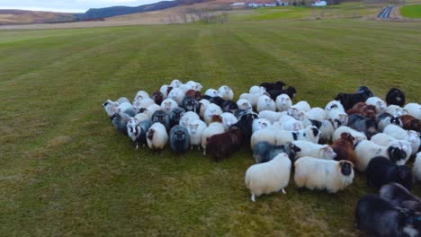 A-herd-of-Icelandic-sheep-looking-at-the-drone-passing-by-on-top-of-them-in-the-vast-Icelandic-plains