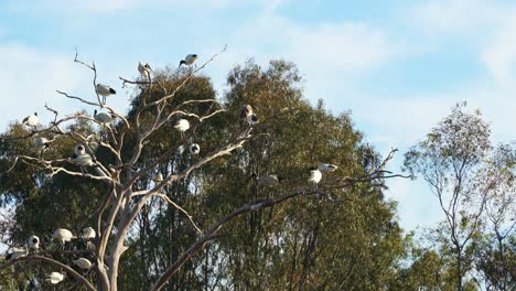 Flock-of-Australian-white-ibis-perched-on-bare-tree-branches,-roosting-and-nesting-in-the-middle-of-wildlife-lake-during-breeding-season