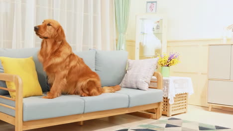 Close-up-of-cute-dog-sitting-inside-home-happy-golden-retriever-on-a-Rug-near-couch-modern-house-interior