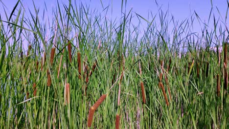 A-close-up-shot-of-cattail-plants-in-a-wetland-area-in-Crimea,-showcasing-the-vibrant-green-reeds-and-brown-cattail-heads