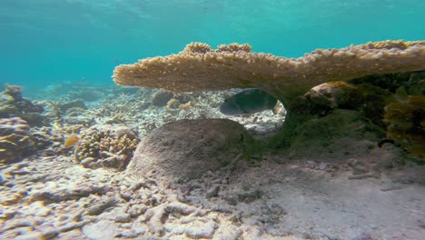 Un-Gran-Coral-De-Mesa-Domina-Esta-Toma-Submarina,-Con-Un-Pez-Globo-Arothron-Stellatus-Escondido-Debajo