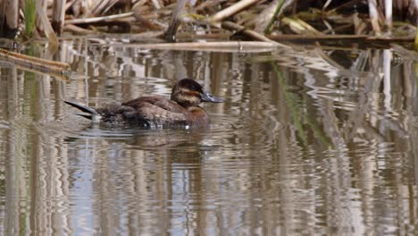 Female-Ruddy-Duck-scratches-itchy-face-floating-on-wetland-pond-water