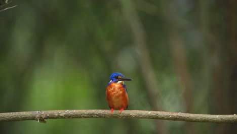 Un-Pájaro-Martín-Pescador-De-Orejas-Azules-Observaba-La-Situación-Circundante-Desde-Lo-Alto-De-Un-árbol