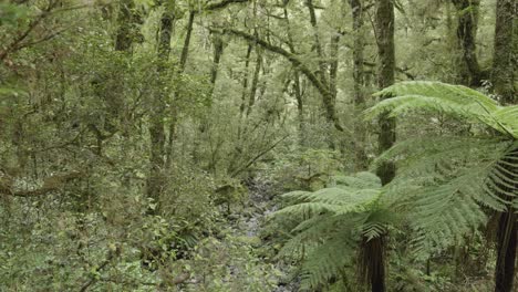 Green-forest-view-with-moss-covered-trees-and-ferns-in-New-Zealand