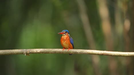 Un-Hermoso-Pájaro-Martín-Pescador-De-Orejas-Azules-Estaba-Haciendo-Caca-Y-Luego-Se-Sacaba-Algo-De-La-Boca