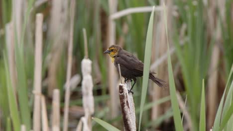 Itchy-female-Yellow-headed-Blackbird-on-cattail-scratches-her-head