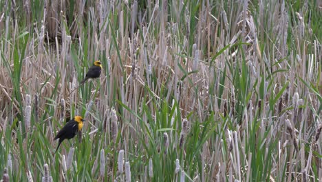 Two-Yellow-headed-Blackbirds-perched-on-marsh-reeds-call-out,-vocalize