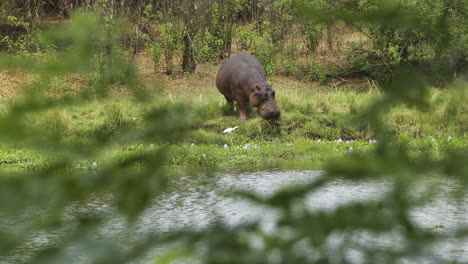 Hipopótamo-Comiendo-Hierba-Jugosa-En-La-Orilla-De-Un-Río