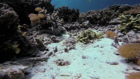 Un-Pez-Cocodrilo,-Camuflado-Entre-El-Vibrante-Arrecife-De-Coral