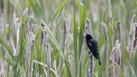 Red-winged-Blackbird-chips-from-perch-on-cattail-reed-on-windy-day