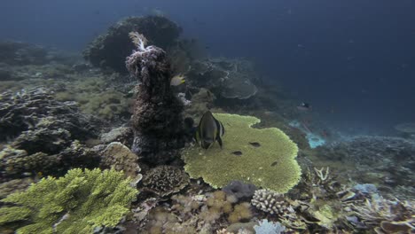 Un-Pez-Murciélago-Nada-Con-Gracia-Sobre-Una-Gran-Formación-De-Arrecife-De-Coral-En-Esta-Toma-Submarina