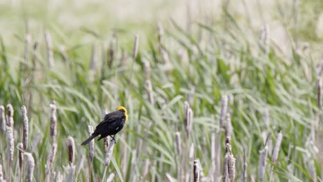 Yellow-headed-Blackbird-on-bulrush-reed-looks-over-windy-marshland