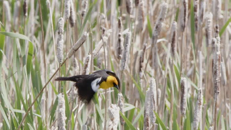 Slow-motion:-Male-Yellow-headed-Blackbird-hops-down-from-cattail-perch