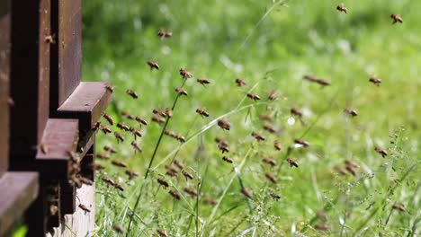 Swarms-of-bees-at-the-hive-entrance-in-a-heavily-populated-honey-bee