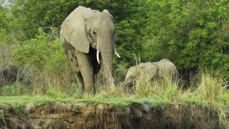 Female-African-elephant-and-her-baby-foraging-on-juicy-grass-next-to-a-river