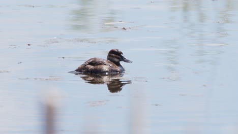 Lone-female-Ruddy-Duck-quacks-calls-to-mate-while-swimming-in-pond
