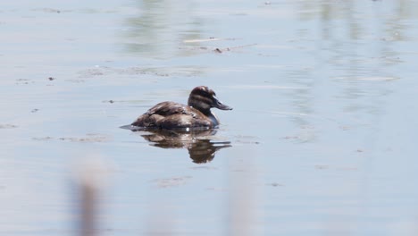 Una-Hembra-Solitaria-De-Pato-Colorado-Grazna-Para-Aparearse-Mientras-Nada-En-El-Estanque