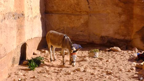 Solo-donkey-resting-on-sandy-desert-ground-in-the-ancient-city-of-Petra-in-Jordan