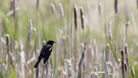 Lone-Red-winged-Blackbird-takes-flight-from-perch-on-bulrush-cattail