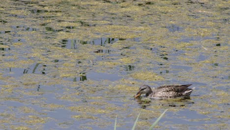 Floating-adult-female-duck-eats-algae-off-surface-of-wetland-pond