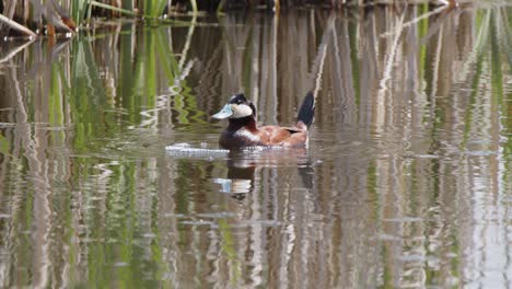 Paarungsritual-Der-Männlichen-Ruderente:-Vogel-Blubberverhalten-Im-Teich