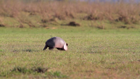 Toma-Panorámica-De-Un-Armadillo-De-Nueve-Bandas-Forrajeando-En-Pasto-Corto-Al-Borde-Del-Río-En-La-Reserva-Natural-De-Barba-Azul,-Beni.