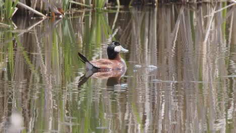 Male-Ruddy-Duck-beats-blue-bill-on-chest-plumage-in-bubbling-behavior