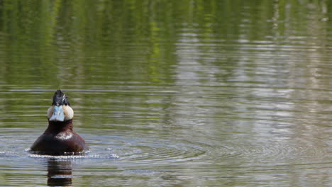 Männliche-Ruderente-Produziert-Teichblasen-In-Zeitlupe-Natur-Balzverhalten