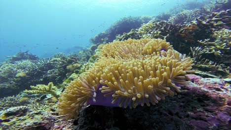 Nahaufnahme-Einer-Farbenfrohen,-Prächtigen-Seeanemone,-Umgeben-Von-Einem-Vielfältigen-Korallenriff-Mit-Klarem,-Blauem-Wasser-Im-Hintergrund