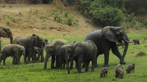 Group-of-about-10-elephants-on-a-green-meadow-together-with-some-grazing-warthogs