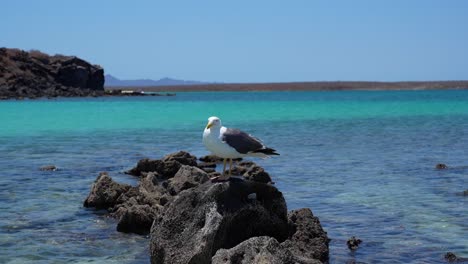 Sea-gull-standing-on-a-rock