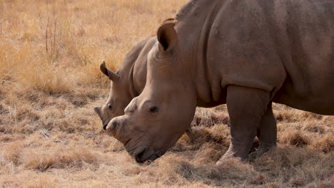 Dehorned-White-Rhino-mother-and-rhino-calf-eat-dry-grass-in-Africa,-medium-closeup