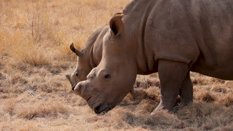 La-Madre-De-Rinoceronte-Blanco-Descornada-Y-Su-Cría-De-Rinoceronte-Comen-Hierba-Seca-En-África,-Primer-Plano-Medio