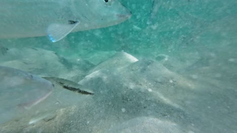 Fish-BoneFish-swims-in-front-of-the-camera-underwater-with-a-sandy-bottom