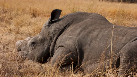 Enthorntes-Breitmaulnashorn-Schläft-Im-Trockenen-Gras-In-Afrika