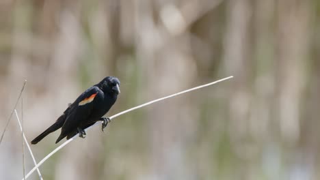 Red-winged-Blackbird-on-perch-before-defocused-bokeh-of-wetland-marsh