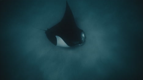 Manta-ray-flapping-wings-raising-to-showcase-white-underbelly-on-sandy-bottom-of-ocean