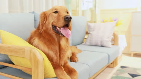 Portrait-of-cute-dog-lying-on-the-gray-couch-sticking-out-tongue-in-living-room-at-home,-happy-golden-retriever-resting-near-window,-modern-house-interior