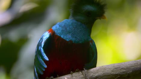 Primer-Plano-Del-Majestuoso-Quetzal-Girando-La-Cabeza,-Mirando-A-Su-Alrededor.