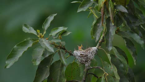 Ein-Küken-Des-Gemeinen-Iora-Aegithia-Tiphia-Vogels-Sitzt-Hungrig-Im-Nest-Und-Wartet-Darauf,-Dass-Seine-Mutter-Mit-Futter-Kommt