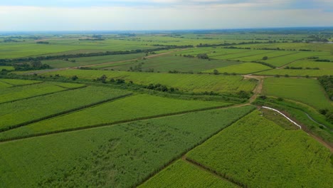 Vista-Aérea-Del-Campo-Verde-De-Caña-De-Azúcar-Con-Plantas-Creciendo