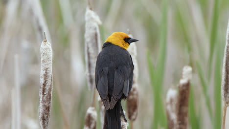 Vivid-male-Yellow-headed-Blackbird-centered-in-marsh-frame,-vocalizing