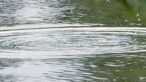 Flauschiges-Kleines-Büffelkopfentenküken-Taucht-Unter-Wasser,-Frühlings-Feuchtgebietsteich