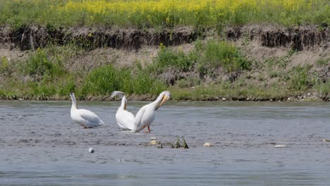 Große-Weiße-Pelikane-Pflegen-Ihr-Gefieder-Im-Seichten-Flusswasser